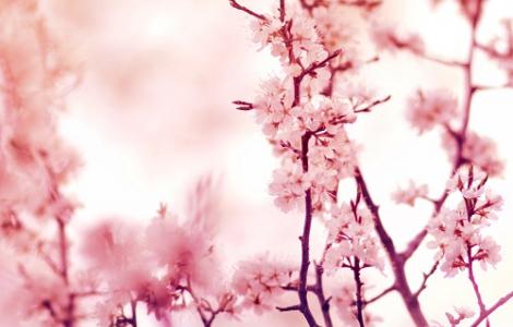Cherry Blossoms