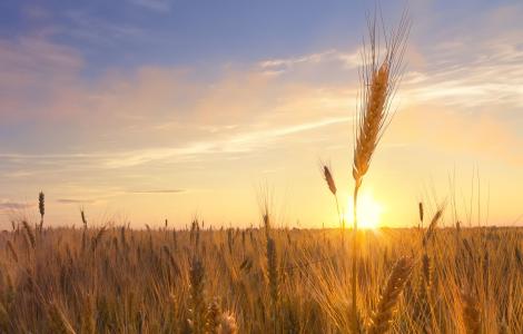 Wheat field at sunset