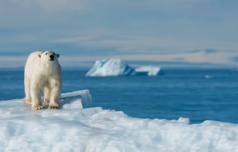 Polar Bear in the North